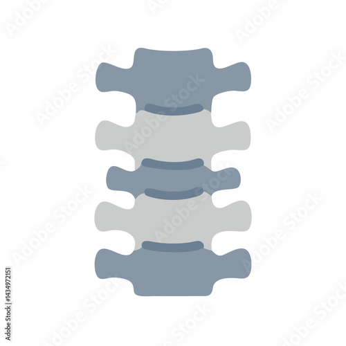 Anatomical Spine Stock Image: Vertebral Column Anatomy