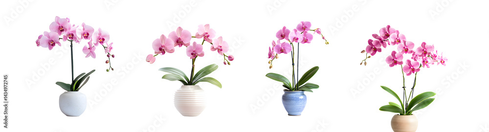 Obraz premium Set of potted pink orchids in pastel color isolated on transparent background