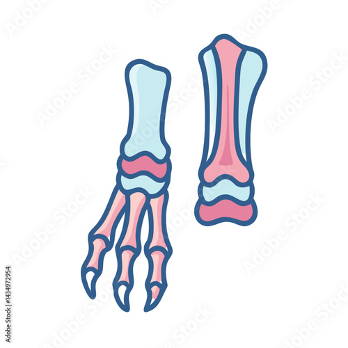 Isolated illustration of stylized colorful anatomical human foot bones