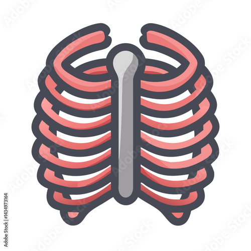 Ribcage and sternum flat vector illustration for medical purposes