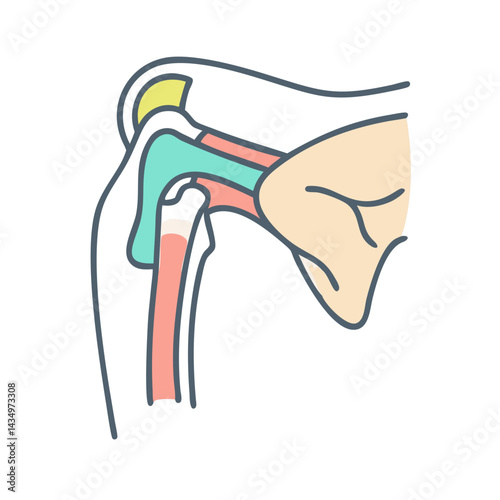 Illustration of a human shoulder joint with black background