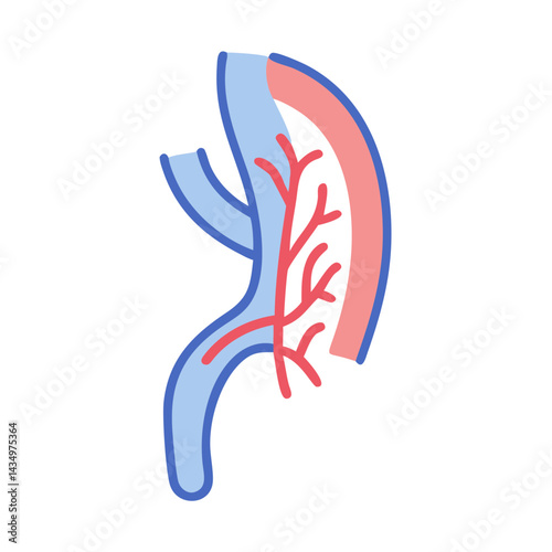 Illustration of aorta and veins isolated on black background
