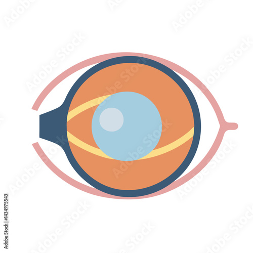 Human Eye Diagram Showing Internal Structure on Black Background