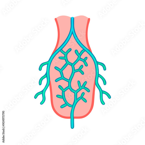 Flat Illustration of Human Urinary System with Bladder and Arteries