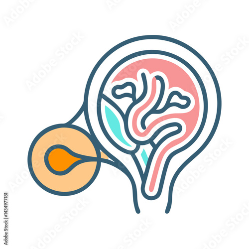 Diagram of nephron anatomy with bold outlines on black background