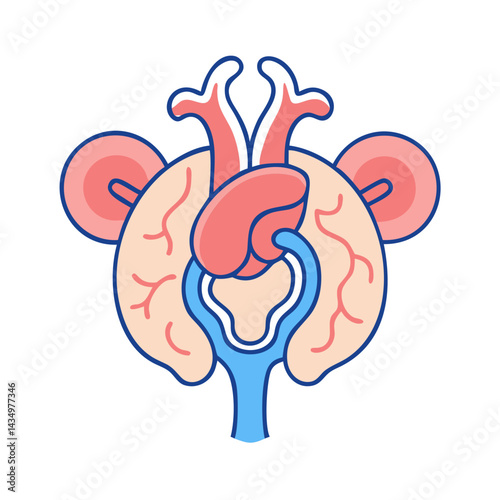 Kidney and vascular anatomy medical illustration on black background