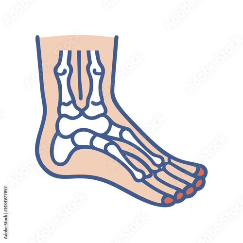 Stylized Foot Anatomy Illustration Showing Bones And Skin Layer