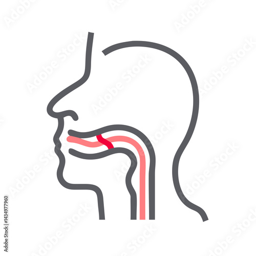 Human anatomy illustration depicting throat trachea and esophagus location