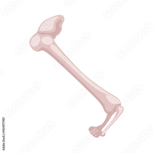 Isolated illustration of a stylized femur bone on black background