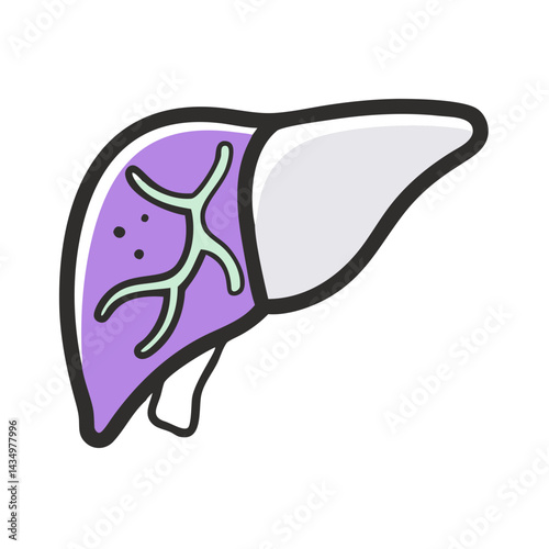 Human liver illustration with bile ducts and vasculature anatomy