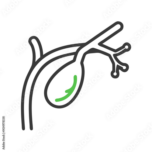 Gallbladder illustration displaying anatomy, physiology and healthcare education