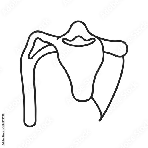 Stylized minimal line art of shoulder girdle illustration