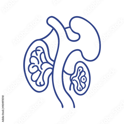 Human Kidney Anatomy Illustration with Bold Lines on Black Background