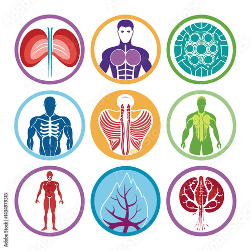 Anatomical organ and body parts illustrations on white background