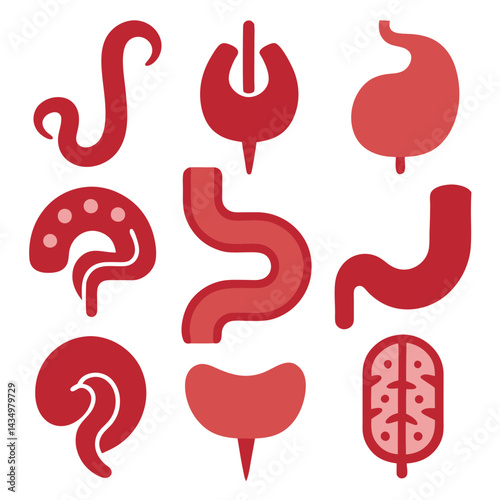 Human digestive system anatomical vector icons collection on white