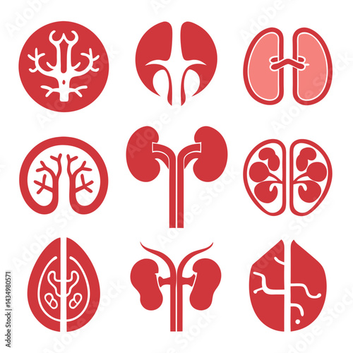 Kidney medical organ icons showing structure and composition in vector