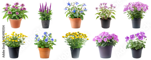 Collection of Colorful Flower Pots with Various Types of Blooming Plants Displayed in Bright and Fresh Arrangements. Large Multiple Plant and Nature Collection Set Isolated on Transparent Background