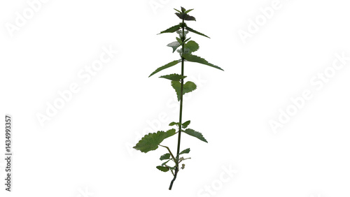 Weed