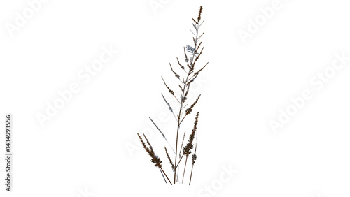 Weed