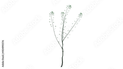 Weed