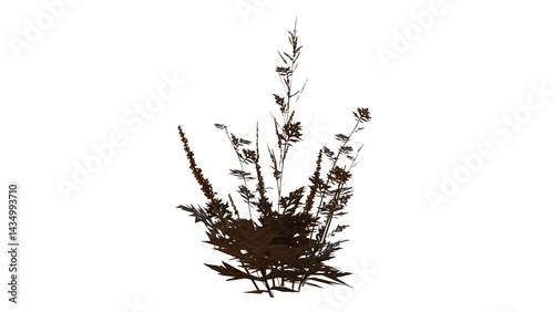 Weed