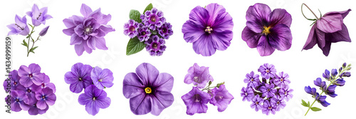 A Stunning Collection of Various Purple Flowers Displaying Unique Textures and Shapes for Floral Design Inspiration. Large Multiple Plant and Nature Collection Set Isolated on Transparent Background