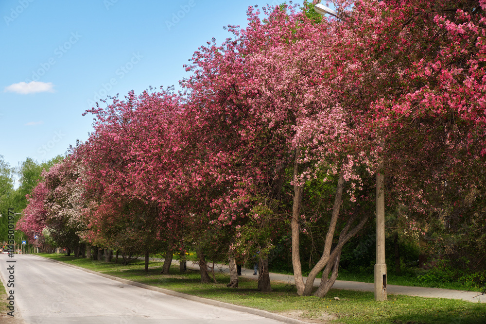 Naklejka premium Blooming apple trees with pink flowers. Apple-tree alley garden