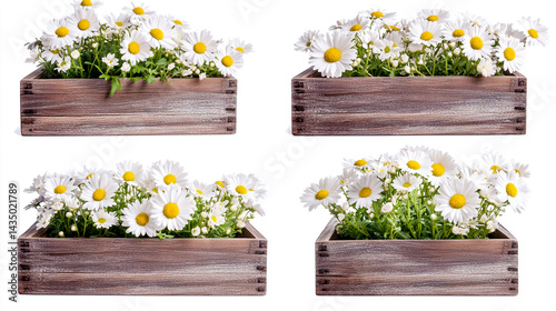 wooden flower boxes with white daisies, isolated on a white background