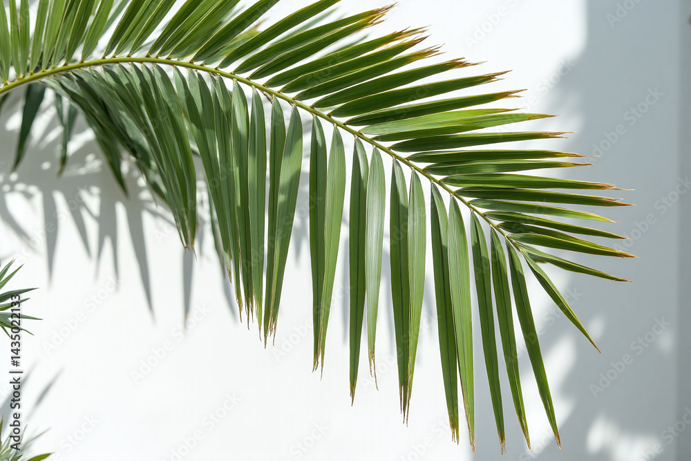 Fototapeta premium palm tree casts a shadow on a white wall2
