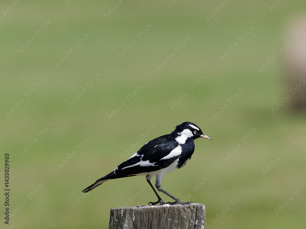 Magpie Lark (Grallina cyanoleuca) perched on a timber fence post.