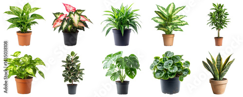 Collection of Indoor Potted Plants in Various Sizes and Styles for Home Decor and Gardening Enthusiasts. Large Multiple Plant and Nature Collection Set Isolated on Transparent Background