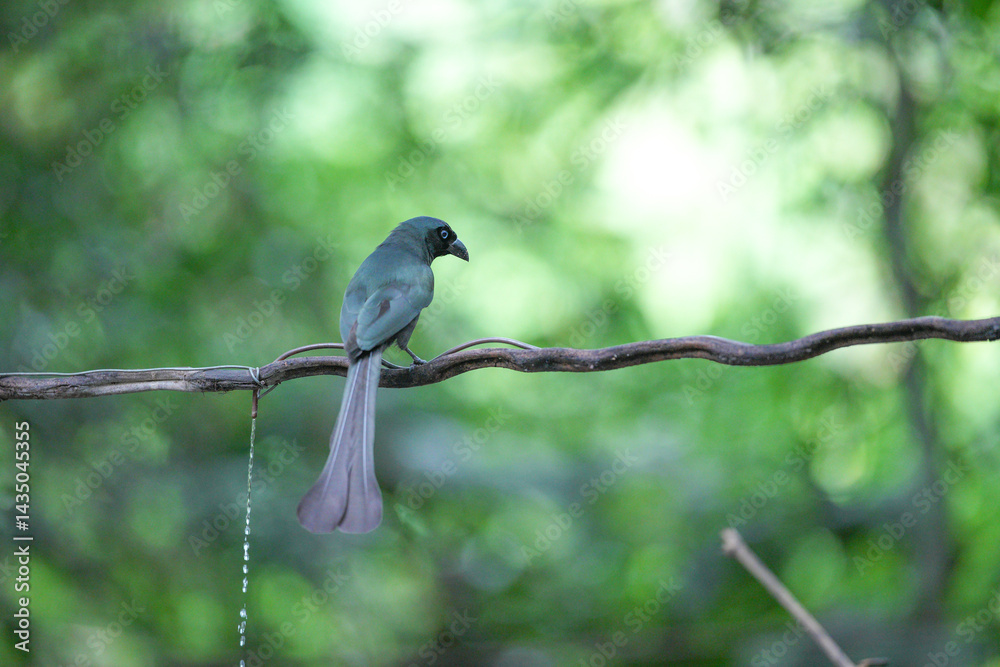 The crow lives naturally in Thailand. The crow lives naturally in Thailand.