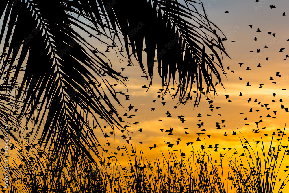 Vol d’étourneaux au coucher du soleil