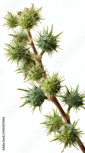 Spiky Green Castor Bean Seed Pods on Branch Against White Background Closeup View