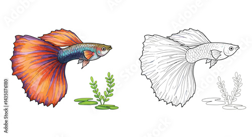 Vibrant Guppy Fish: A colorful illustration of a Guppy fish, showcasing its beauty and intricate details. The image includes a black and white outline version.