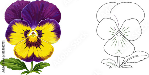 Violet Pansy: An elegant close-up of a vibrant pansy flower showcases its velvety purple, yellow, and green petals, representing serenity and delicate nature beauty. 