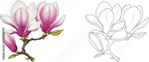 Magnolia in bloom: A photorealistic illustration of magnolia blossoms, with a delicate interplay of colors, showcasing both a completed and a line art version.