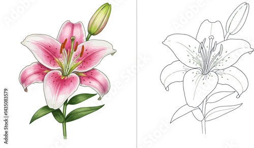 Pink Lily Blossom: a captivating, colorful illustration of a pink lily, depicting its delicate petals, complemented by its budding counterpart. The composition is simple yet elegant.