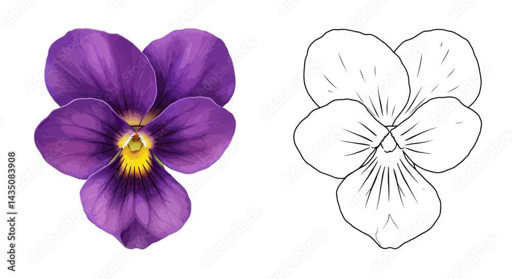 Obraz premium Pansy flower close up: A vibrant pansy, showcasing its multi-petaled form and intricate patterns. Next to it, a detailed line drawing provides a glimpse into the anatomy of this delicate flower.