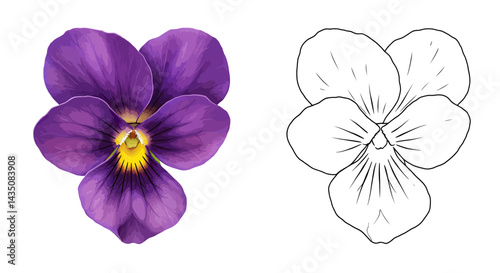 Pansy flower close up: A vibrant pansy, showcasing its multi-petaled form and intricate patterns. Next to it, a detailed line drawing provides a glimpse into the anatomy of this delicate flower.