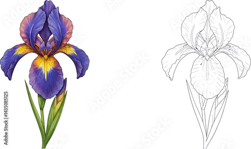 Iris in Detail: An eye-level studio shot of a vibrant, multi-toned iris flower stands out against the background, alongside a line drawing. The beauty and detail of the flower is emphasized.