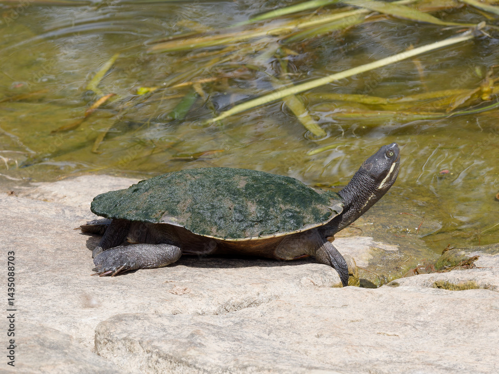 Obraz premium Murray turtle (Emydura macquarii ssp. macquarii) warming up on the rocky bank of dam.