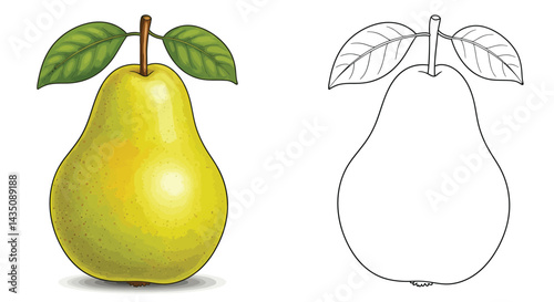 Pear Duo: A vibrant, realistic illustration of a ripe pear, paired with a detailed outline, inviting creativity.