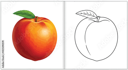 Peach Coloring Page: A vibrant, juicy peach alongside its line-art counterpart, perfect for coloring books, educational materials, or creative projects.