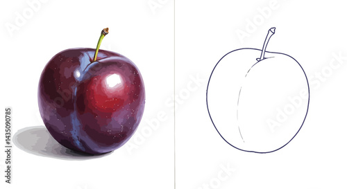 Plum Illustration and Photo: A vibrant, realistic plum is shown next to its simple line drawing illustration, showcasing the contrast between photography and artistic interpretation.
