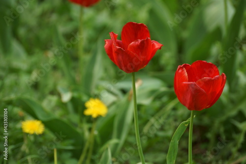 red and yellow tulips