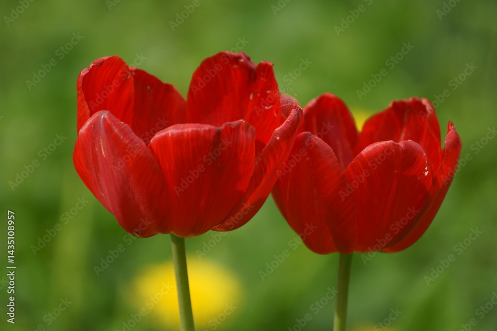 Obraz premium red and yellow tulips