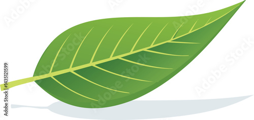 leaf isolated on white background
