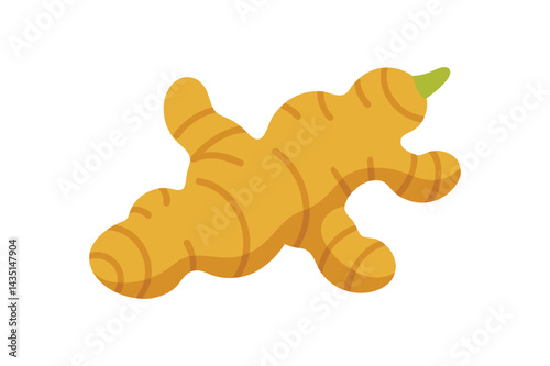 Ginger root vector on white background