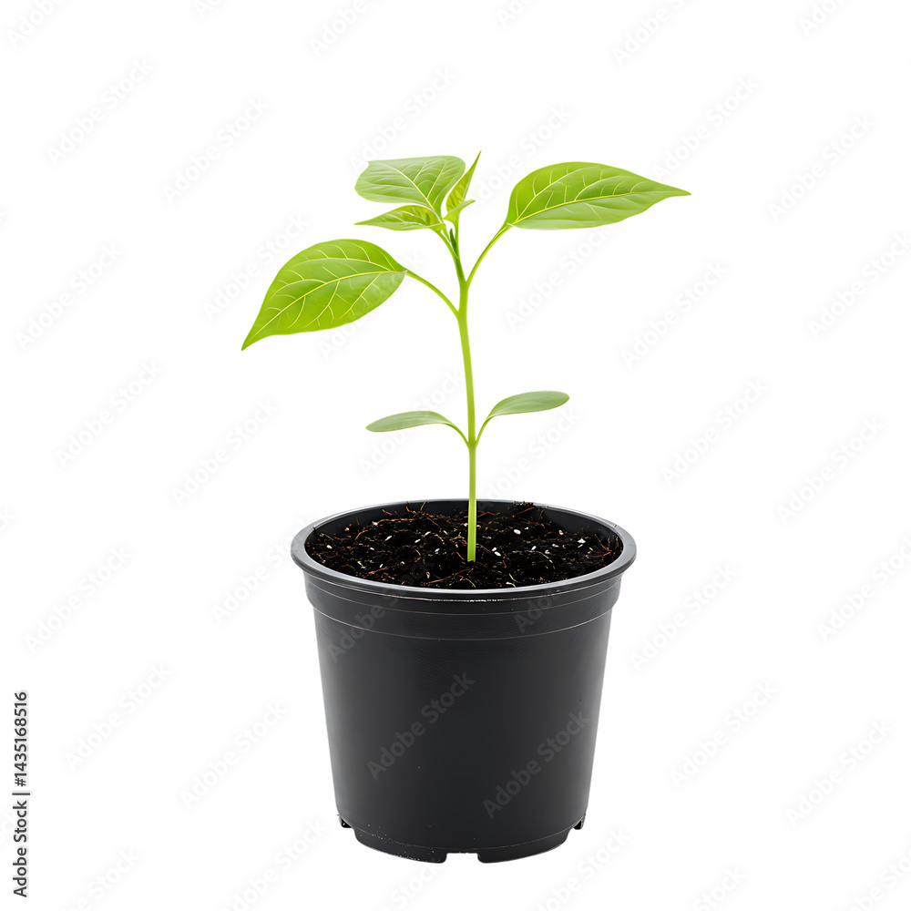 Tiny green seedling in a dark pot against a black background symbolising on transparent background Tiny green seedling in a dark pot against a black background symbolising on transparent background
